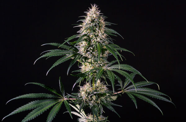 Chronic XXL Feminised