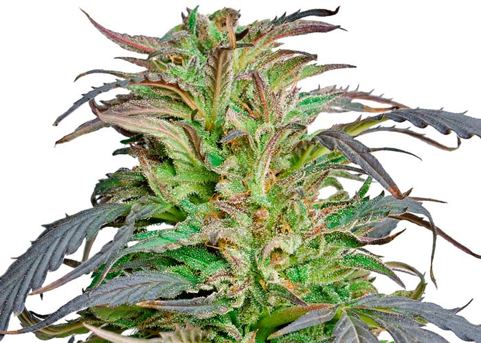 Candyland