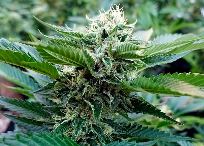 Chocolope