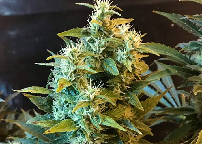 Power Skunk