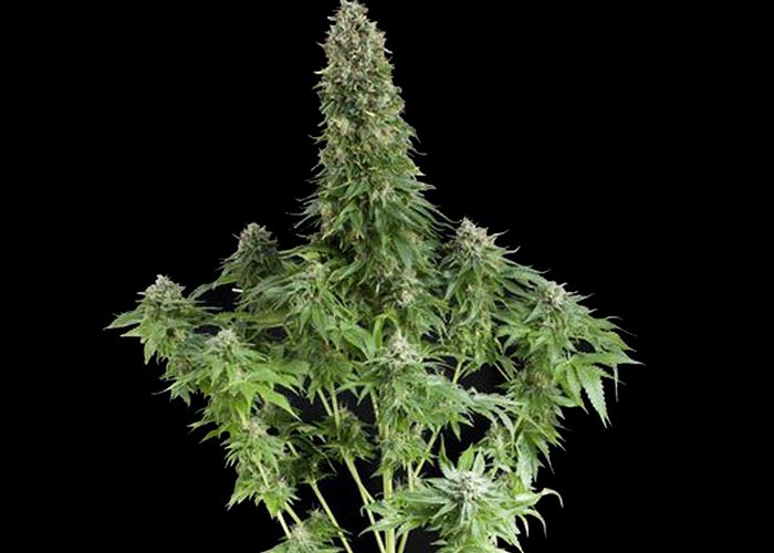 White Russian