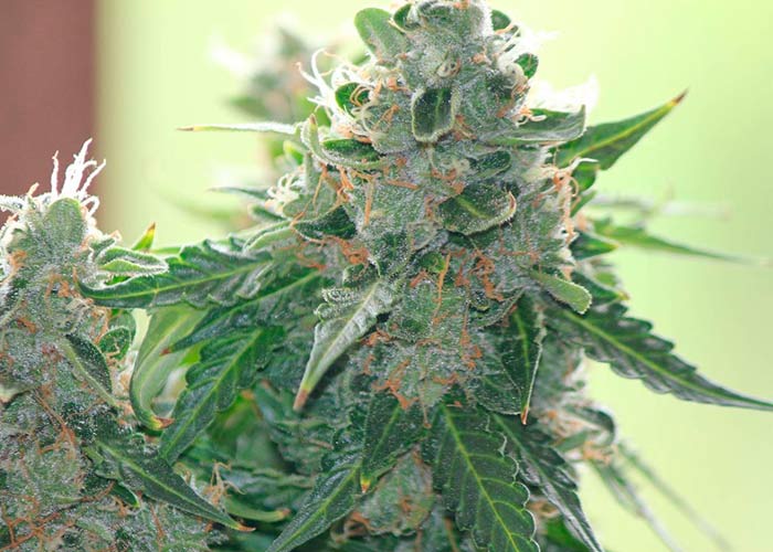 707 Headband
