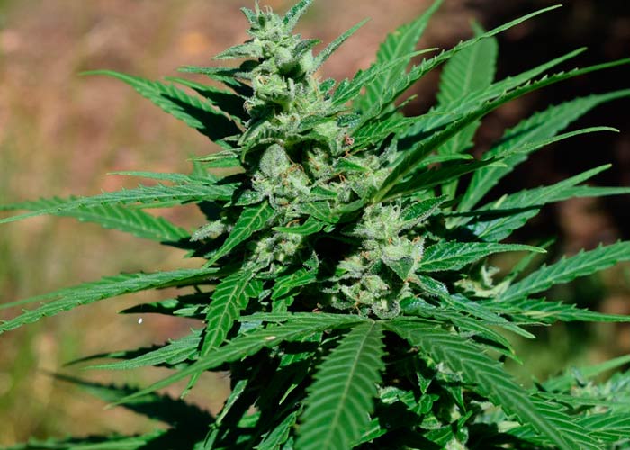 Auto Sweet Mango
