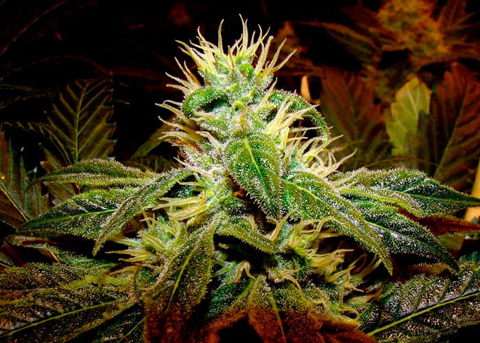 Blue Fruit x AK47